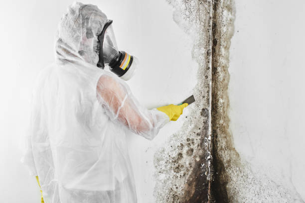 Best Commercial Mold Remediation in Boulder, CO